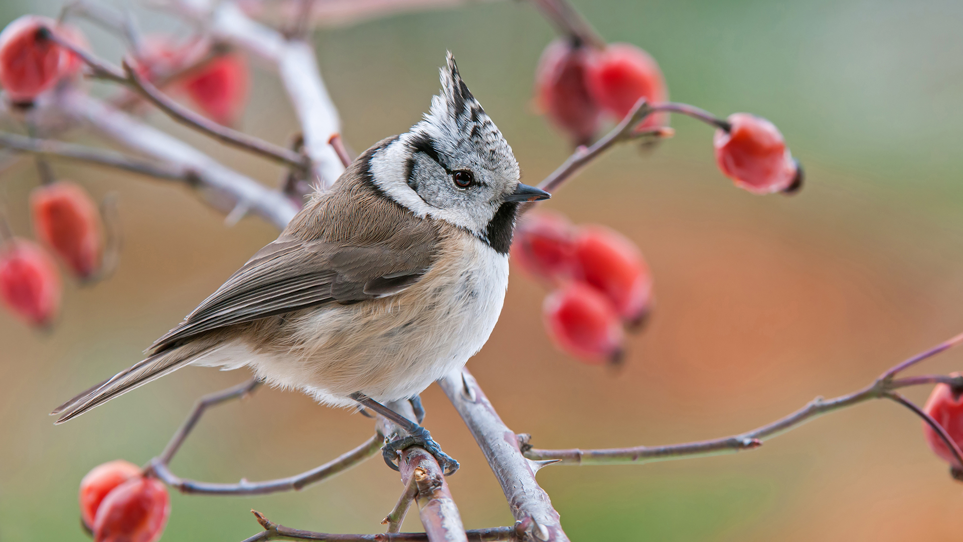 Moudon prévention grippe aviaire 