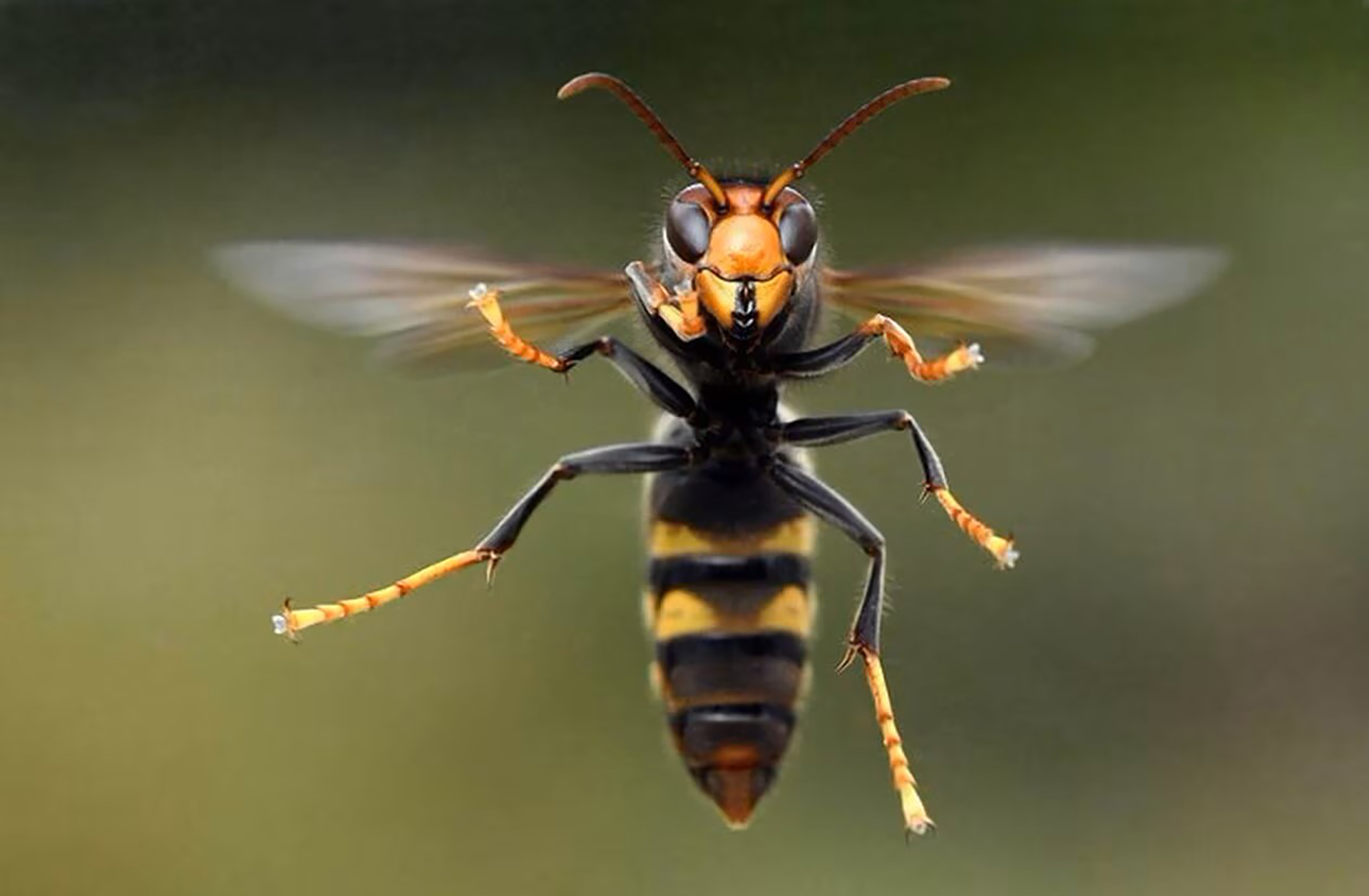 Moudon Frelon asiatique